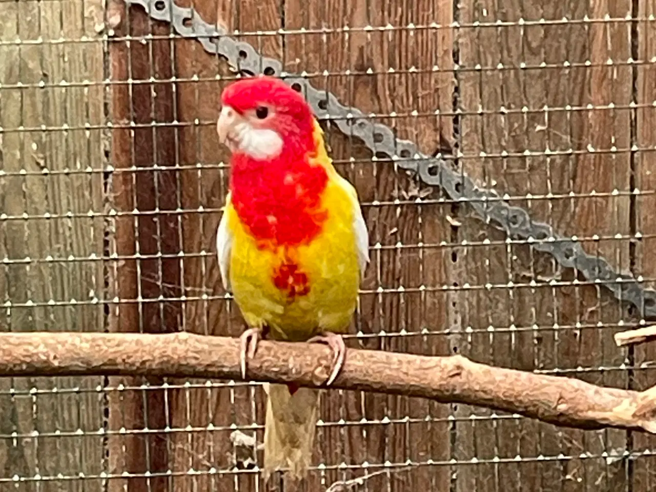 Billede 6 - Rosella lutino og rubino