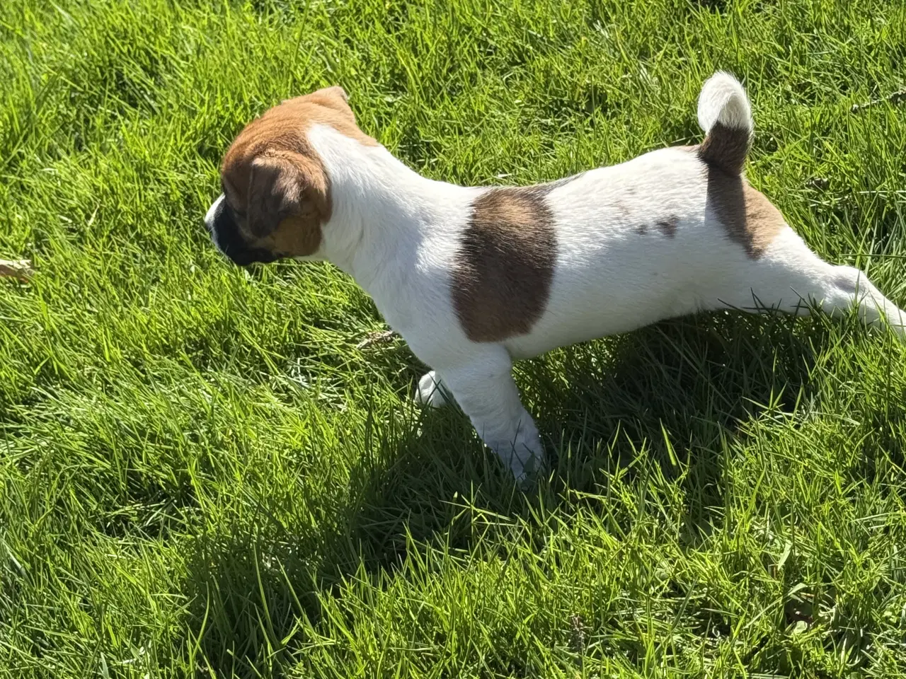 Billede 8 - Dansk svensk/jack Russel blandinger 