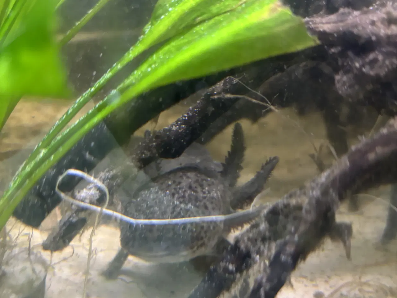 Billede 1 - 2 stk Axolotl’er sælges