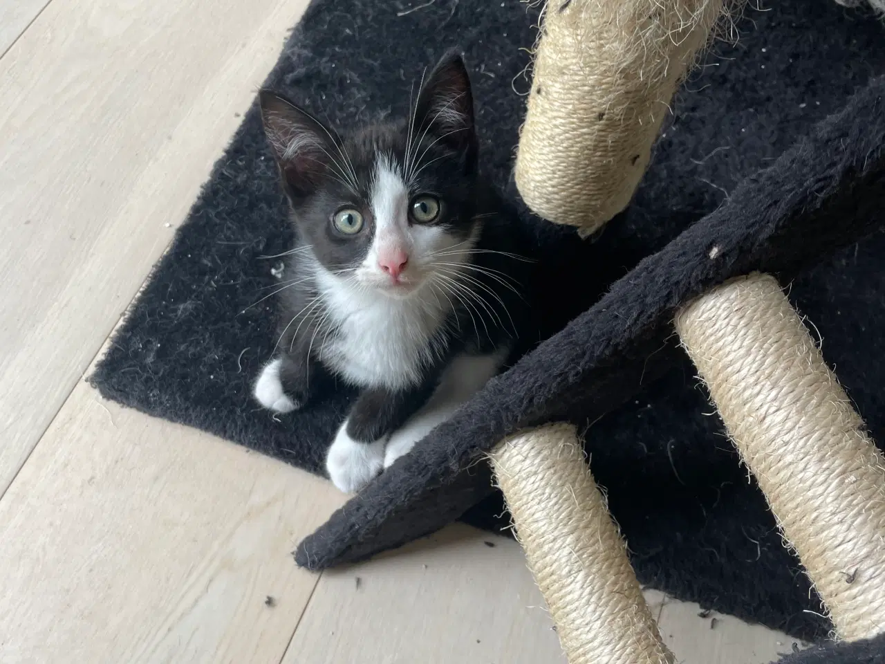 Billede 4 - Katte killinger 