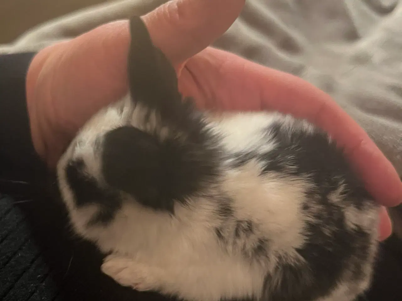 Billede 1 - Flotte Kaninunger 