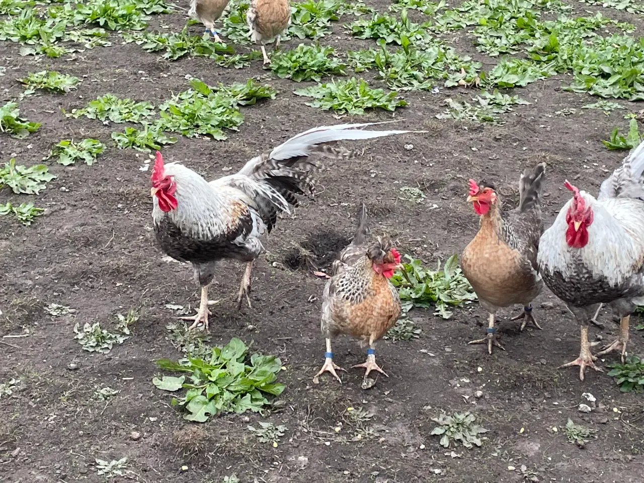 Billede 4 - Rugeæg i mange farver