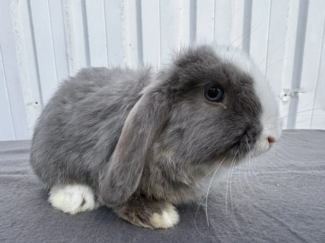 Billede 3 - Dværgvædder han kanin