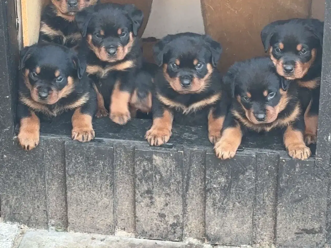 Billede 1 - 6 uger’s skønne hvalpe søger nyt hjem.