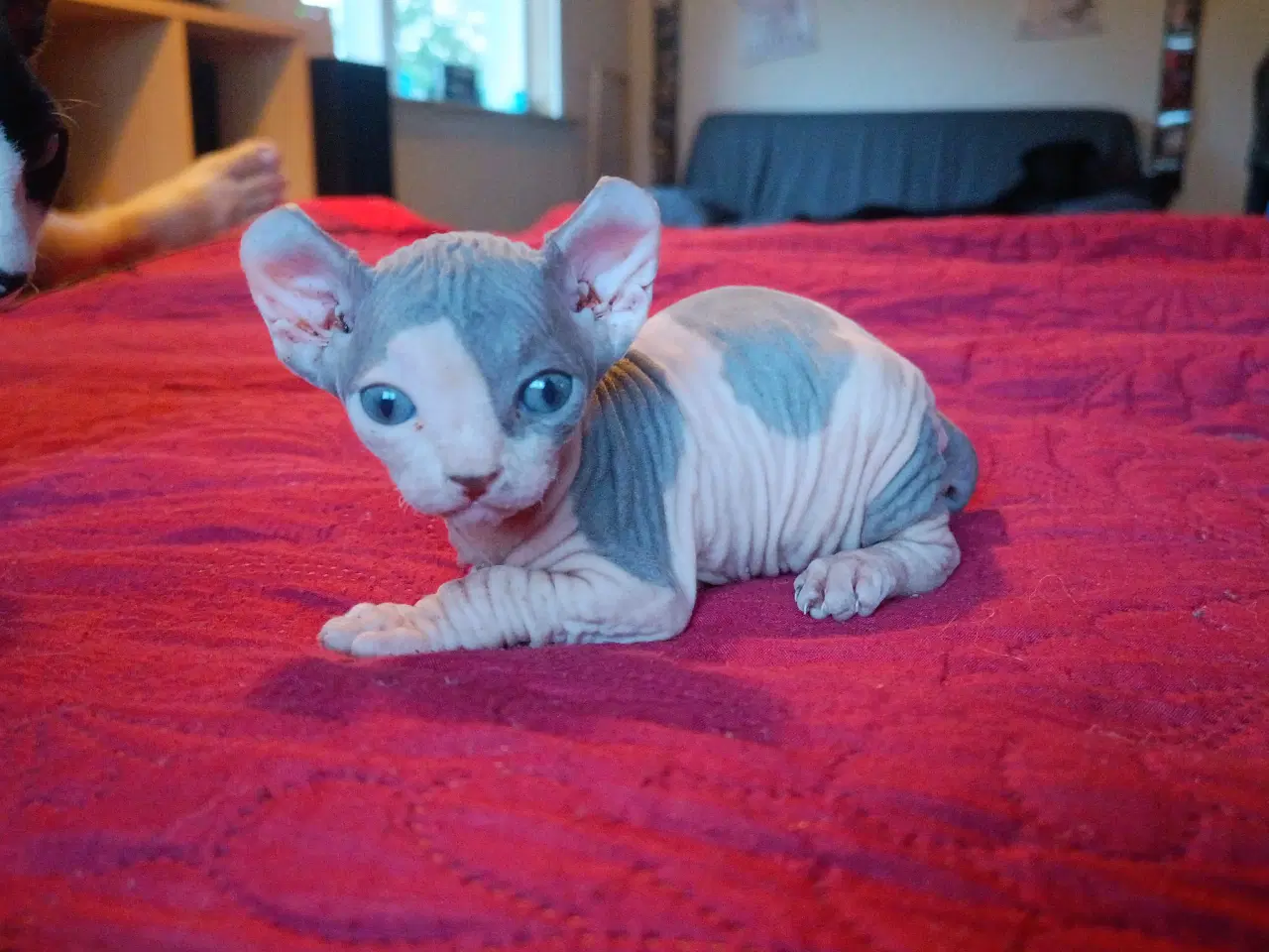 Billede 4 - Sphynx Elf kat