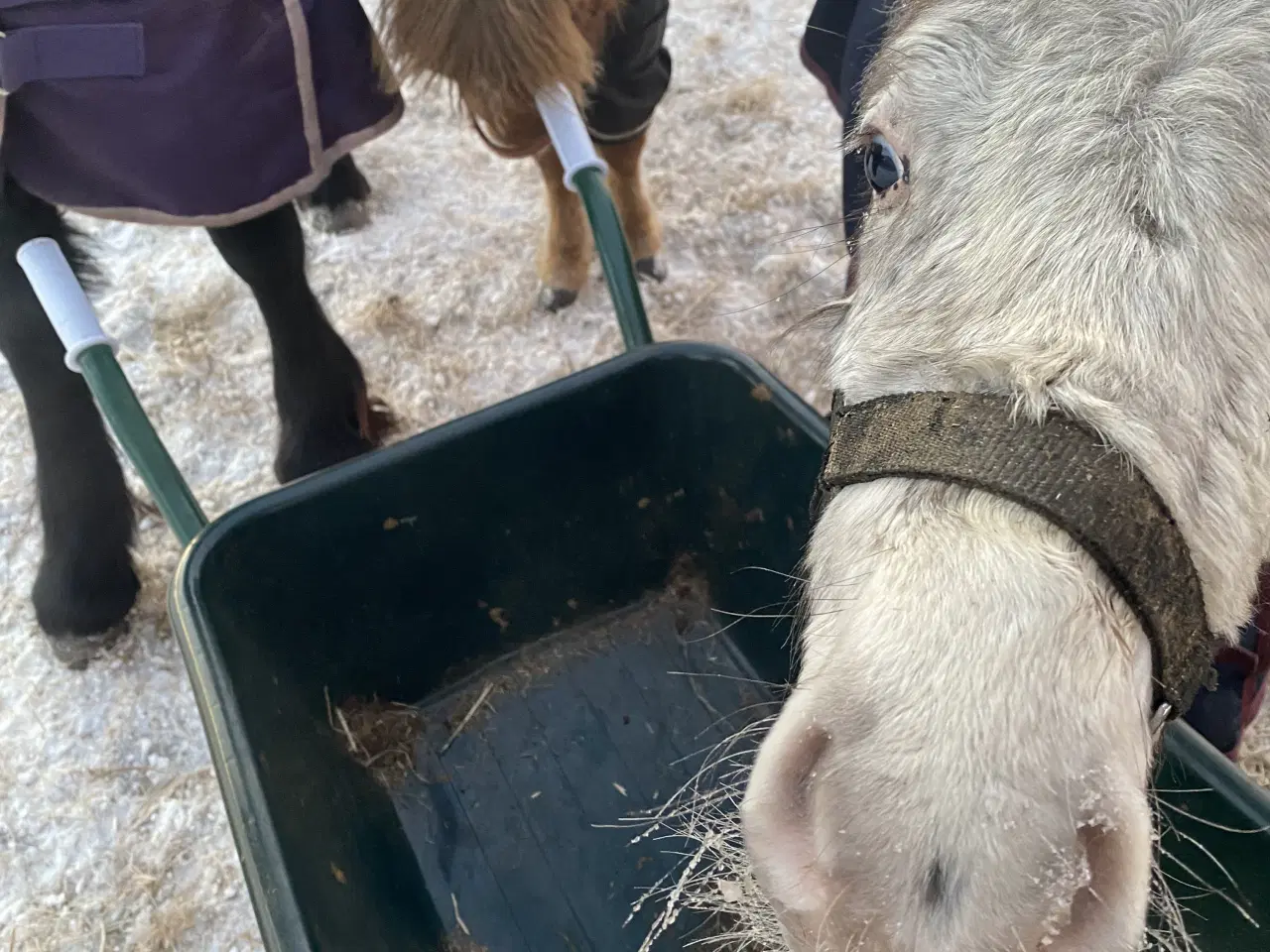 Billede 3 - Mini knapstrupper 