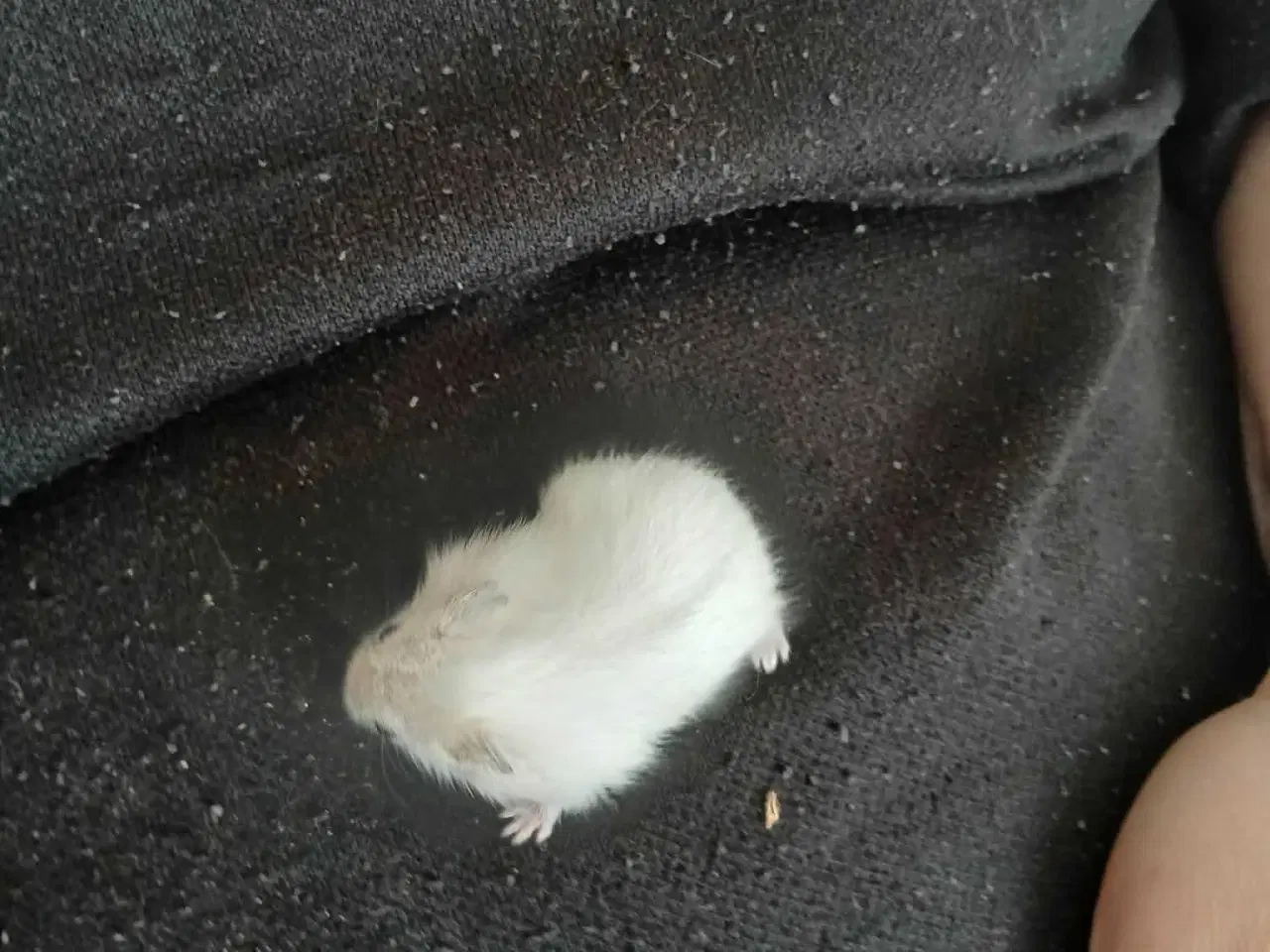 Billede 9 - Dværghamster unger 