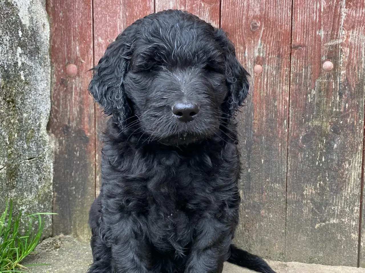 Billede 1 - Rejseklar Goldendoodle dreng