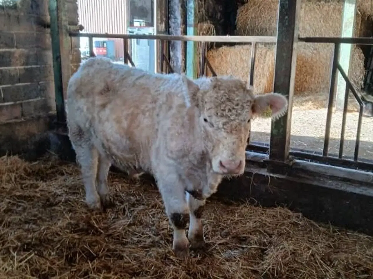 Billede 1 - Charolaistyr avlstyr kvæg