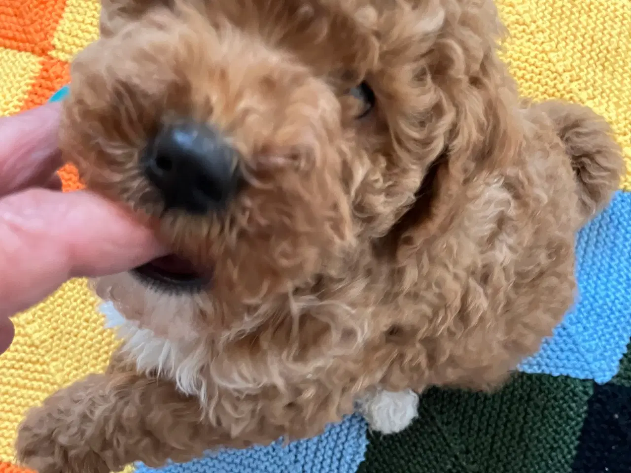 Billede 5 - Mellem labradoodle hvalpe Multigen