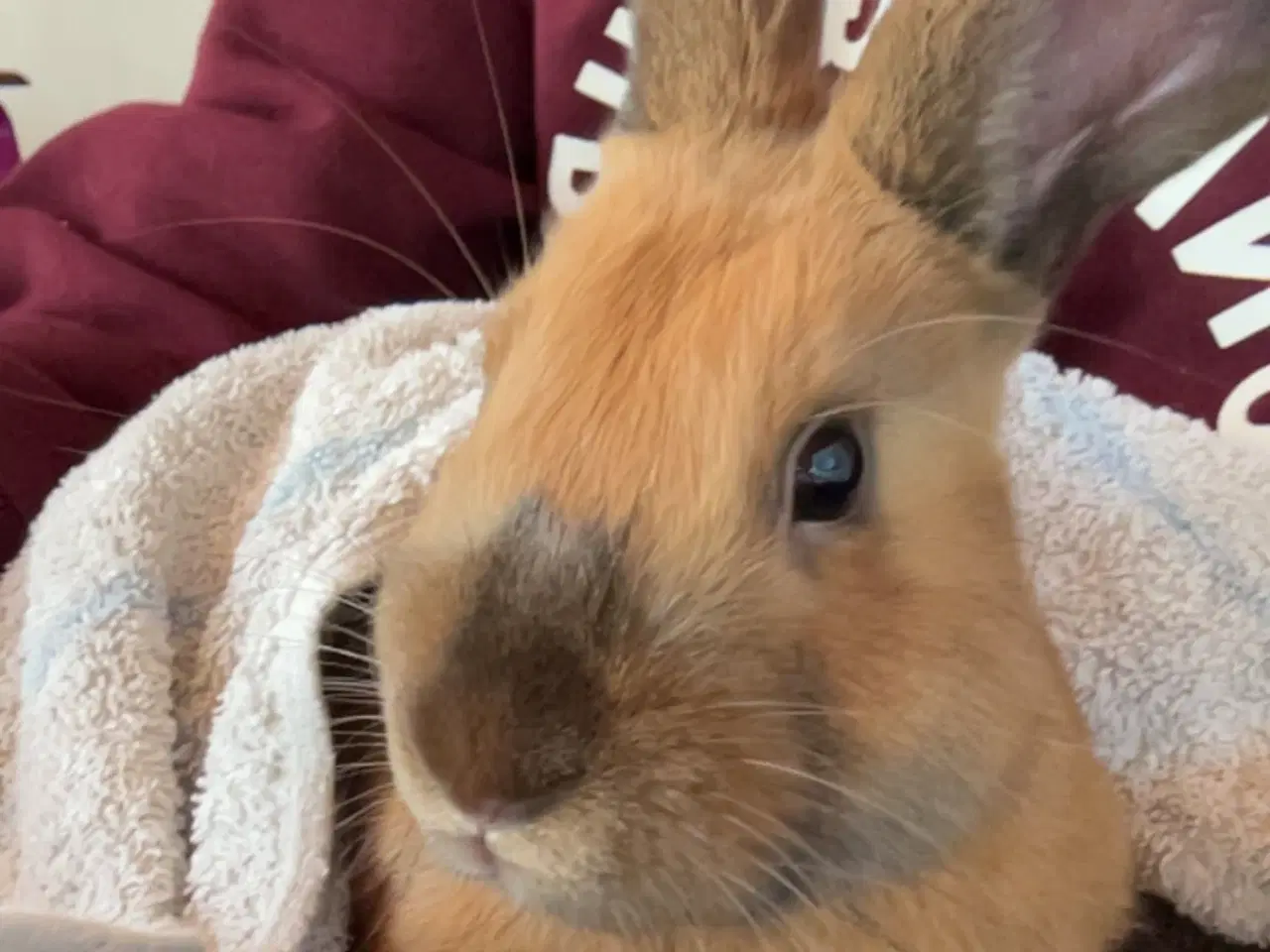 Billede 2 - Løvehovde kaniner 