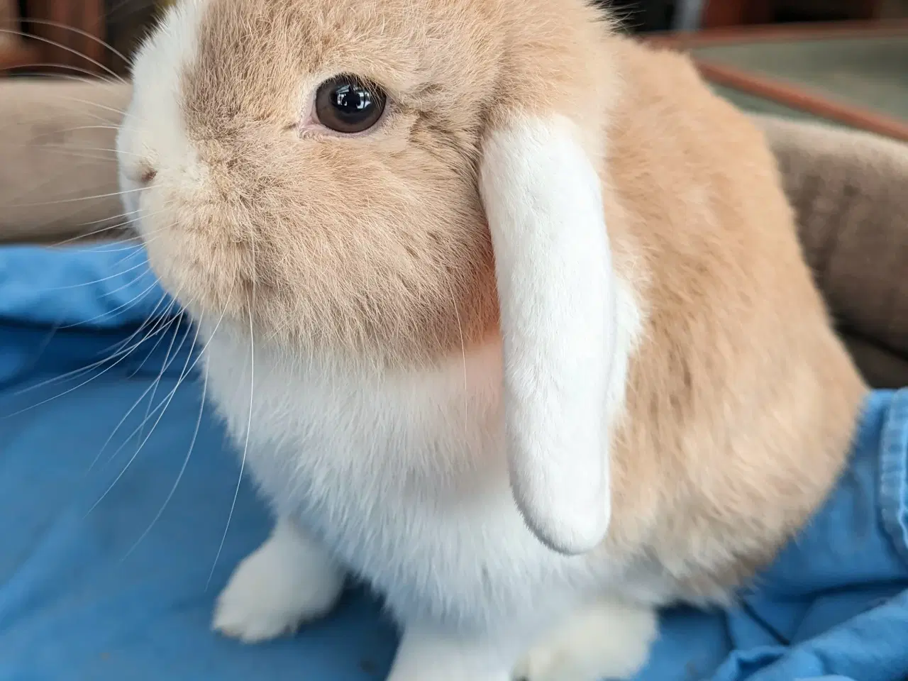 Billede 3 - Kastreret minilop kanin 