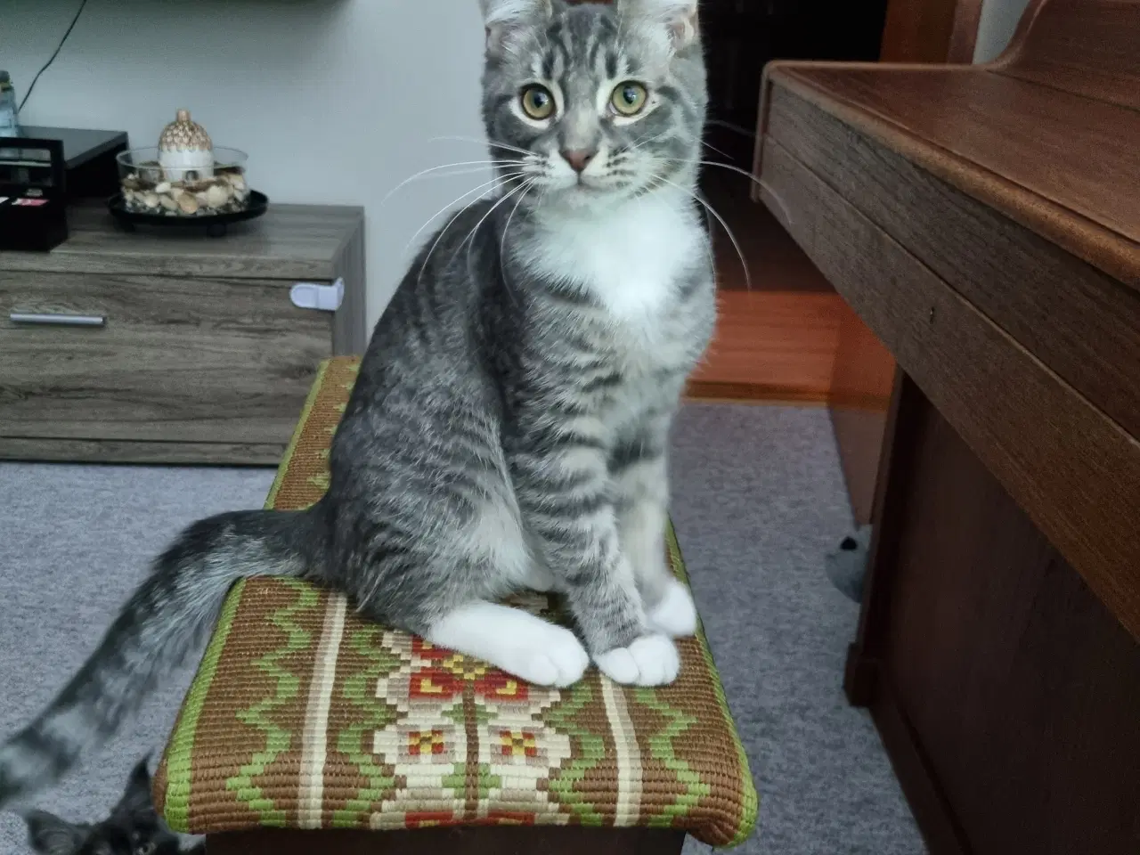 Billede 4 - Maine Coon blandingskilling søger nyt hjem.