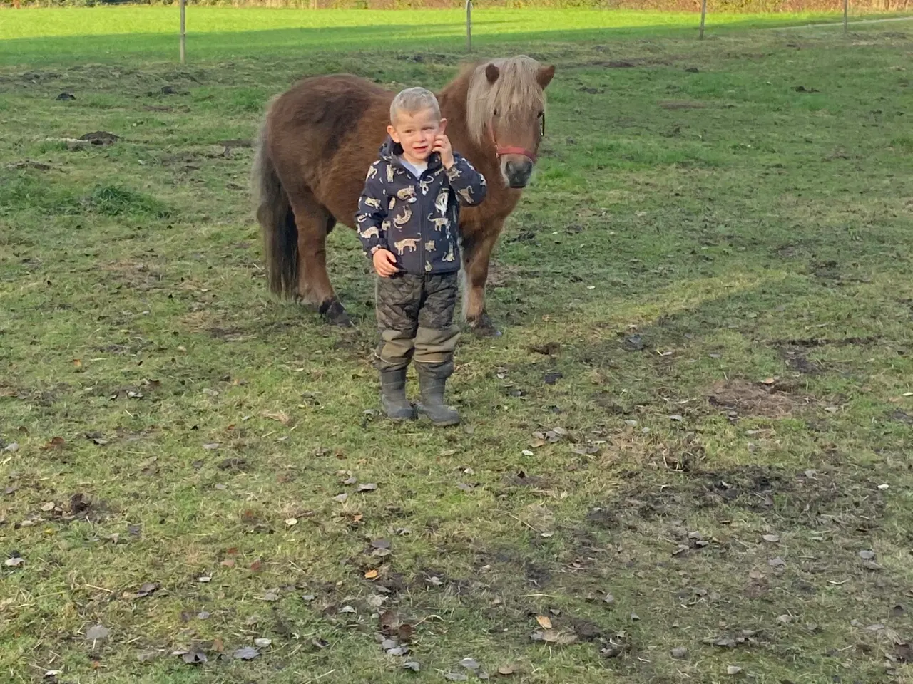 Billede 4 - Shetlænder hoppe