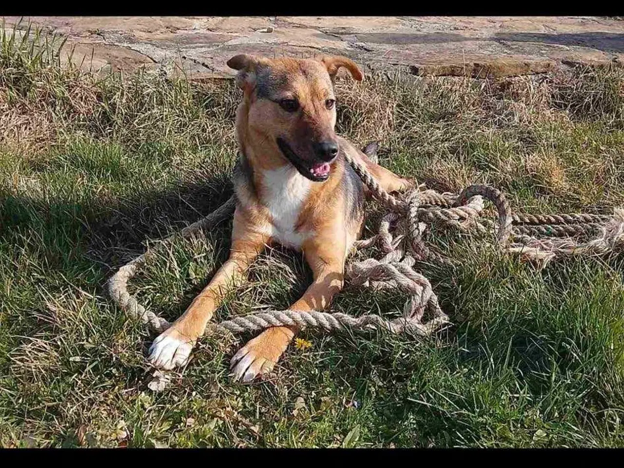 Billede 2 - Obi søger 4ever familie 🐾