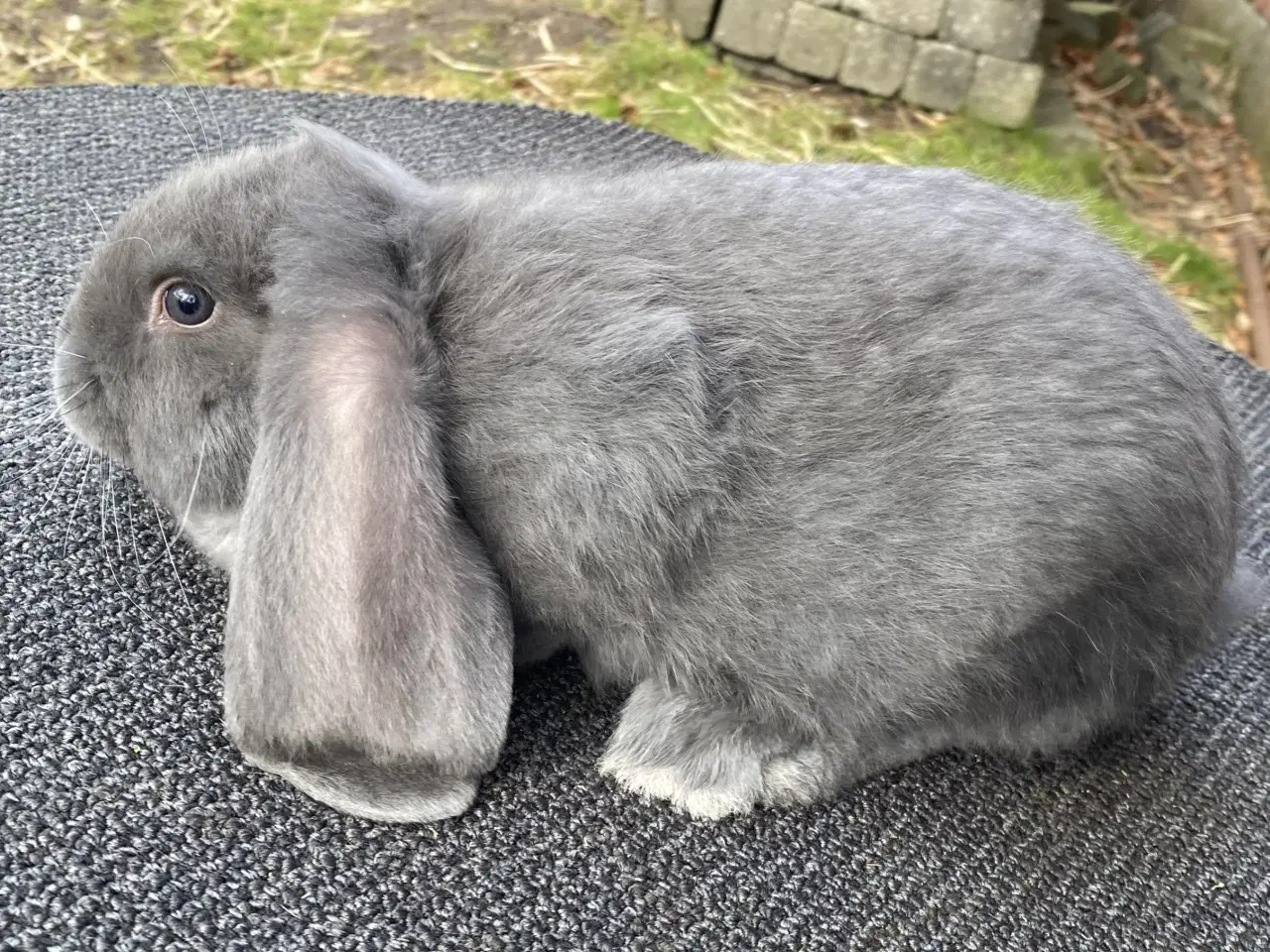 Billede 5 - FRANSK VÆDDER HAN BLÅ