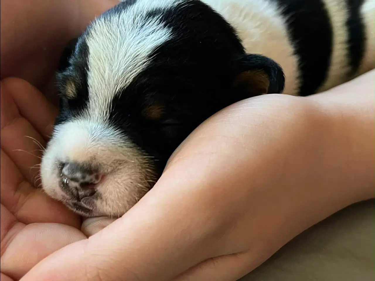 Billede 2 - Tre Dansk Svenske Gårdhunde hvalpe sælges