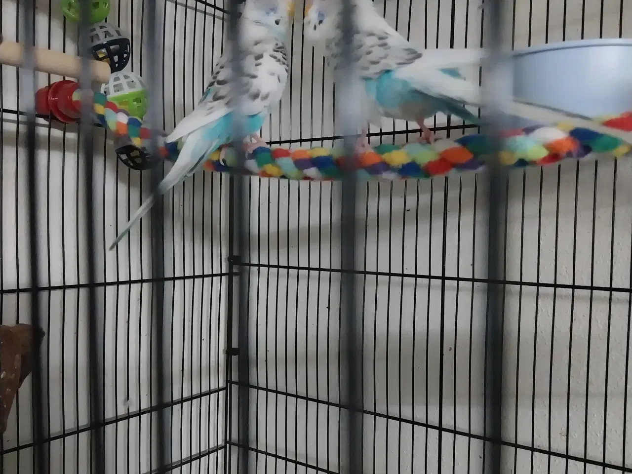 Billede 1 - 2 undulater