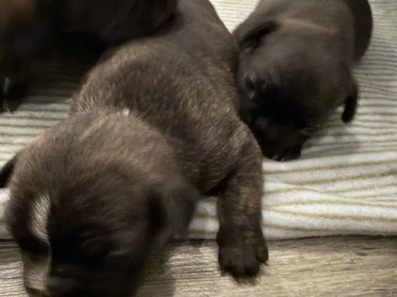 Billede 6 - Fransk bulldog hvalpe