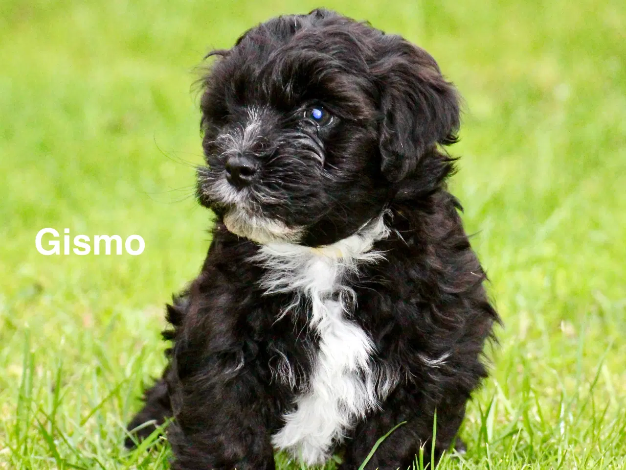 Billede 9 - Bichon Havanais DKK 