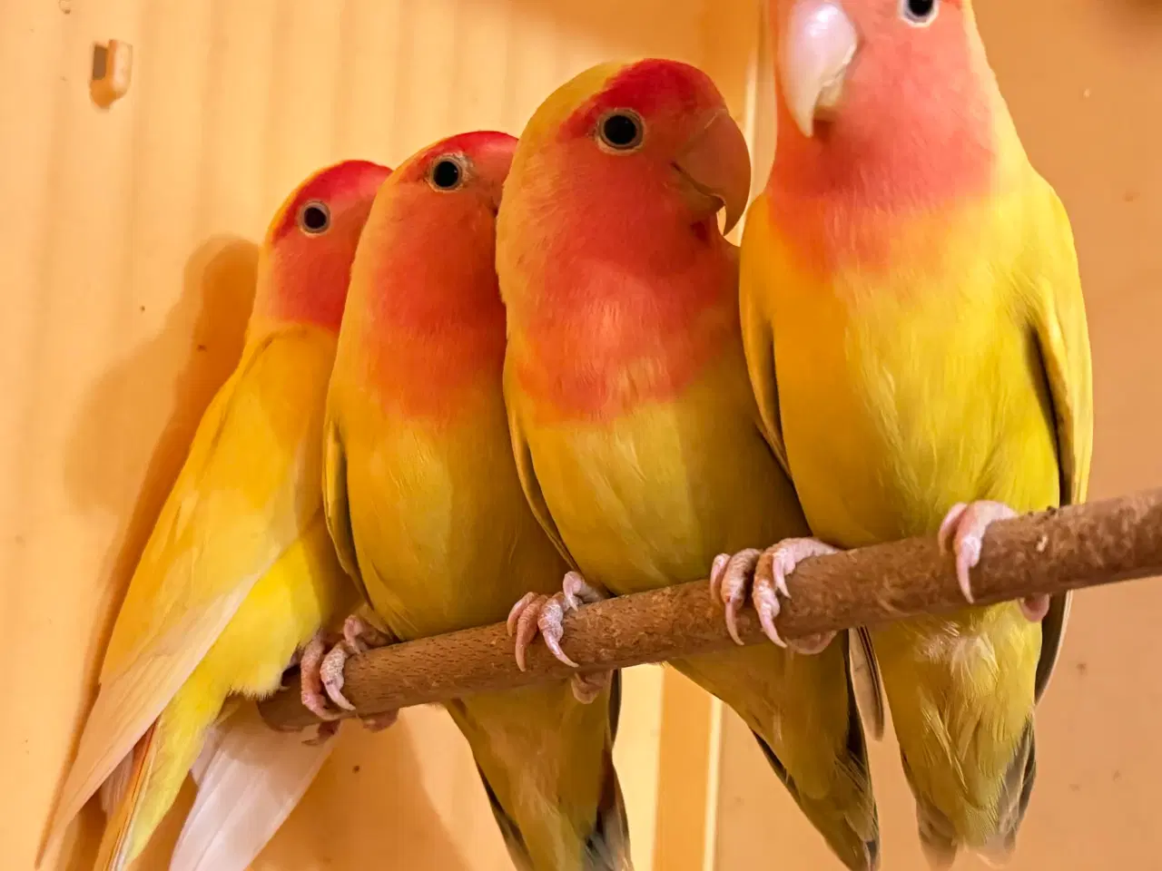 Billede 1 - Rosenhovedet dværgpapegøjer