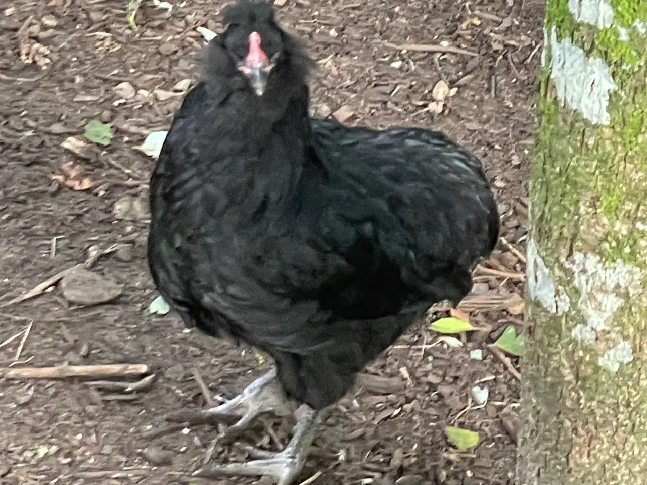 Billede 5 - Engelsk Araucana Hanekyllinger