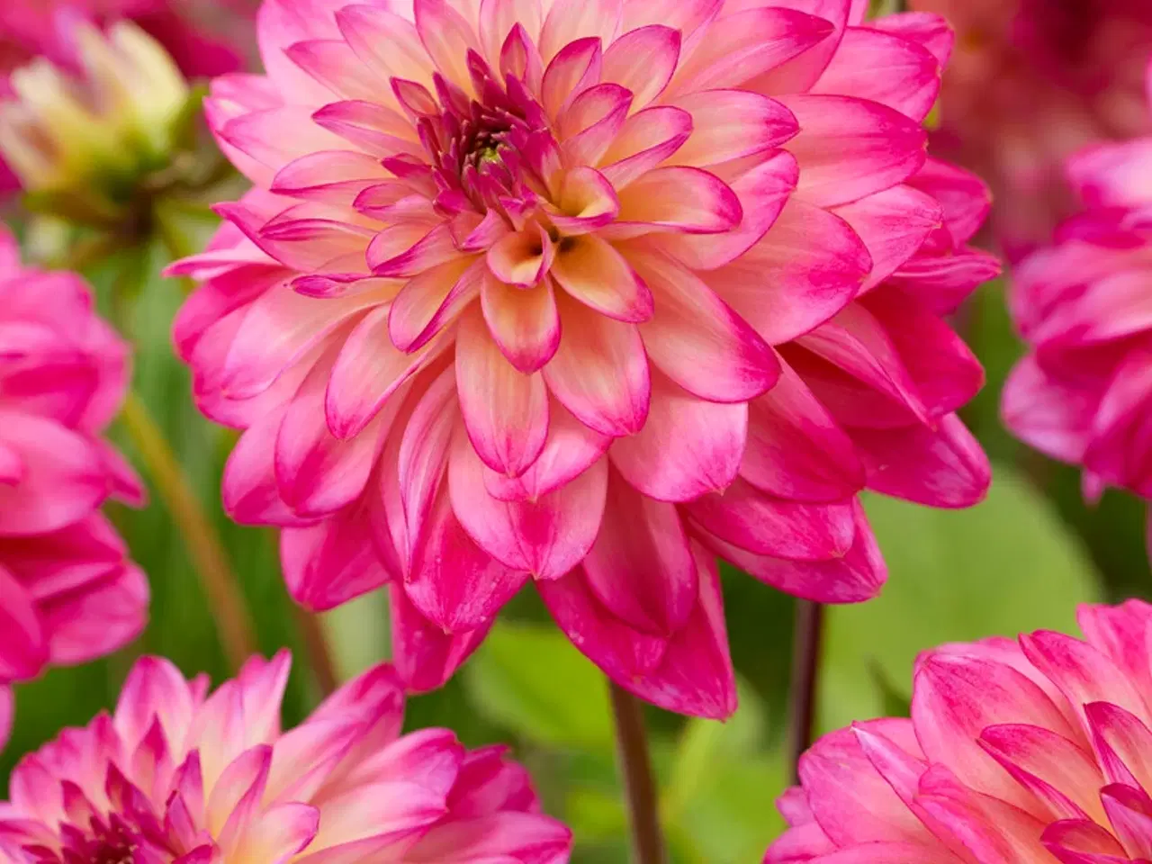 Billede 4 - Dahlia - Stort udvalg af dahlia på Restsalg