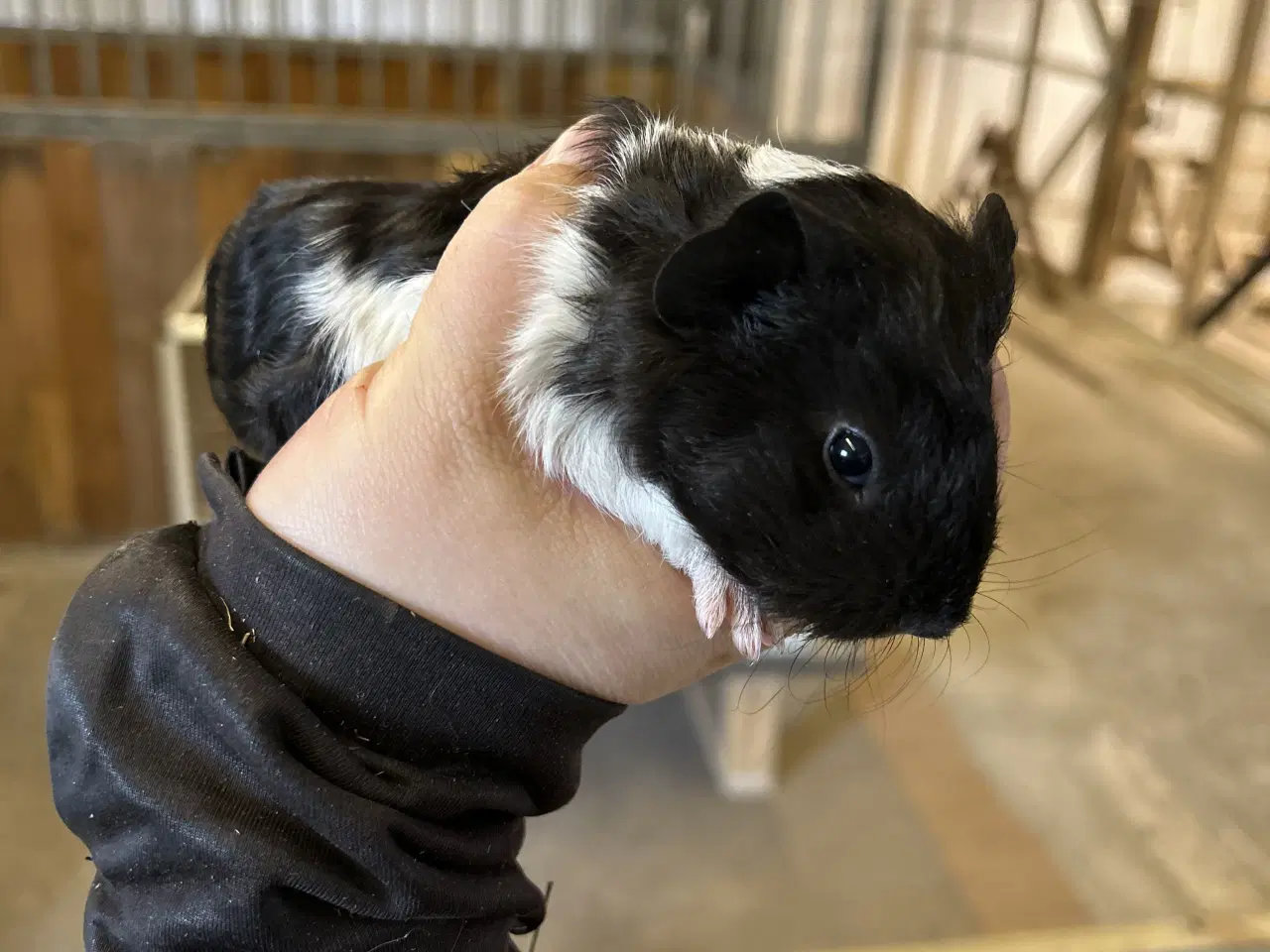 Billede 4 - 3 søde piger