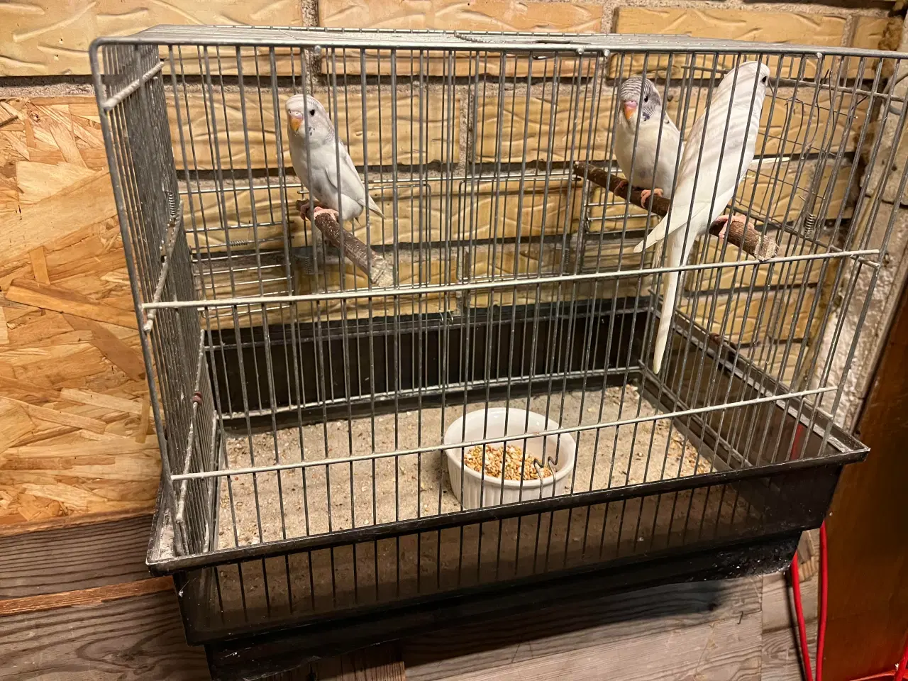 Billede 1 - Undulatunger