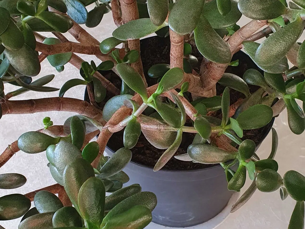 Billede 5 - Store grønne planter