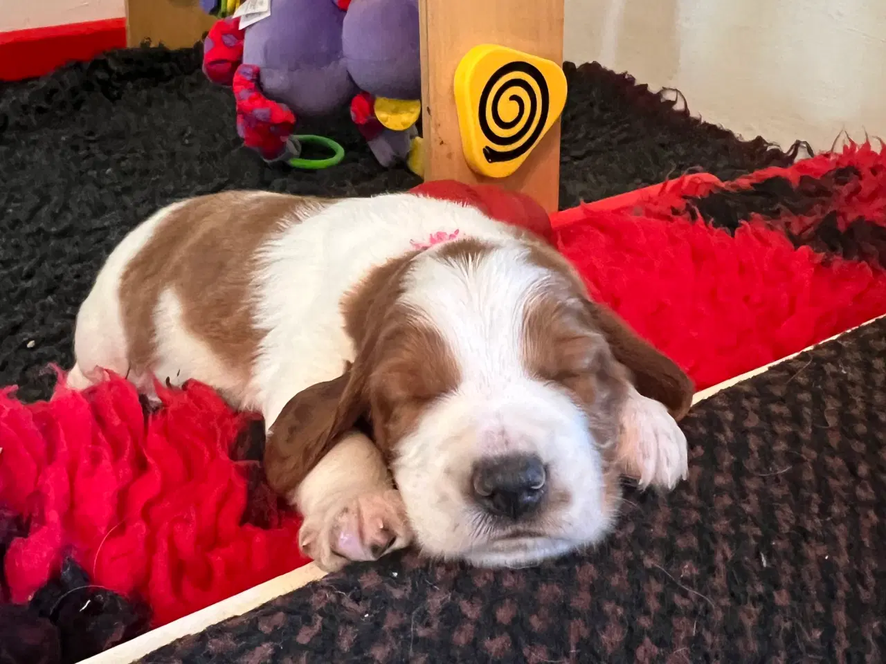 Billede 1 - Welch springer spaniel 