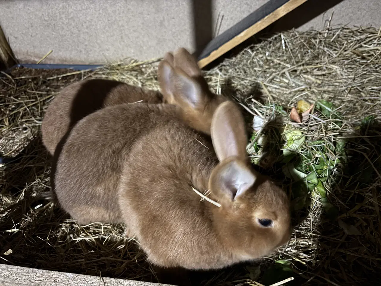 Billede 3 - New Zealand red han kaniner