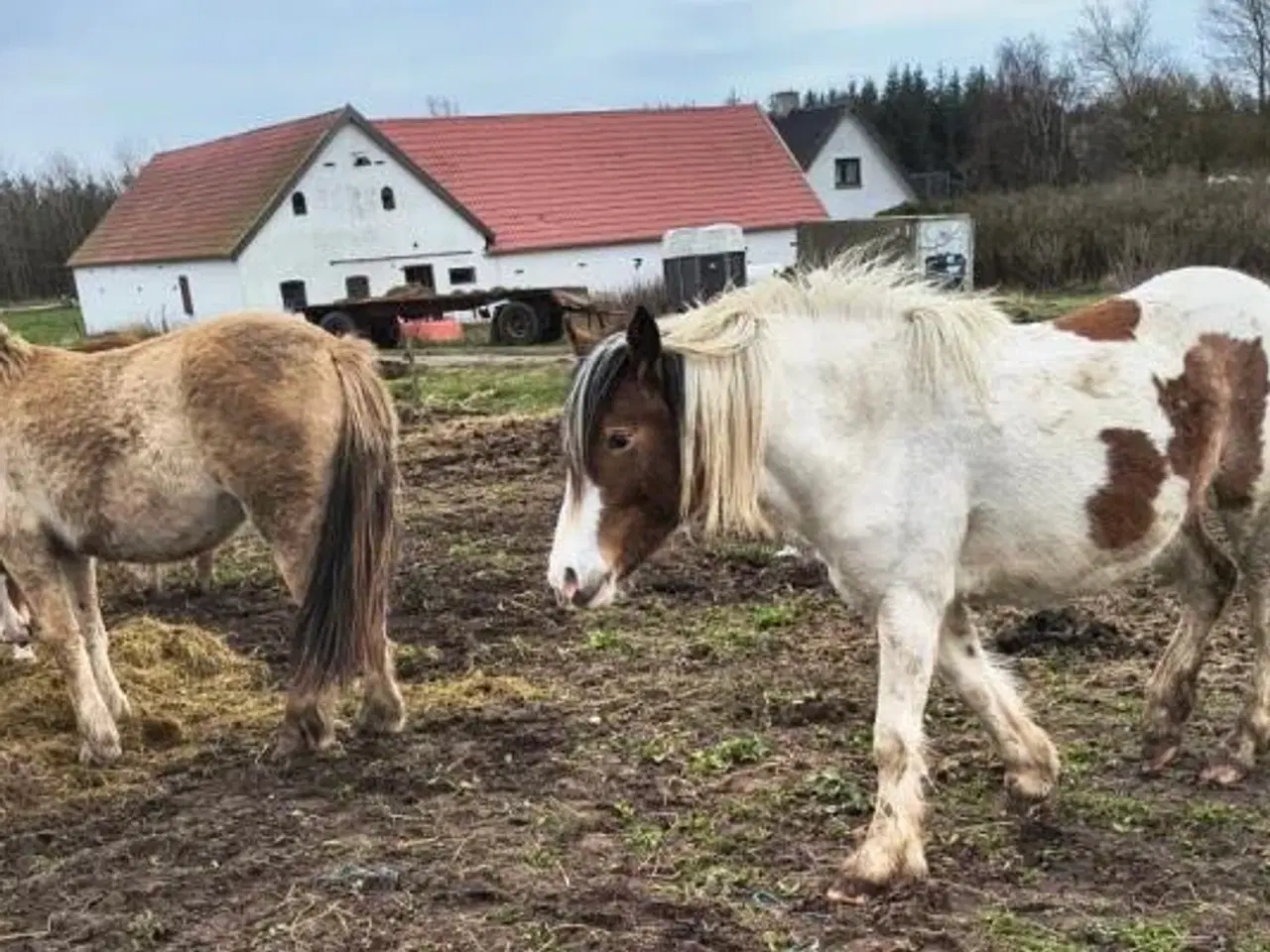 Billede 3 - 15 stk. 2 års ponykrydsninger