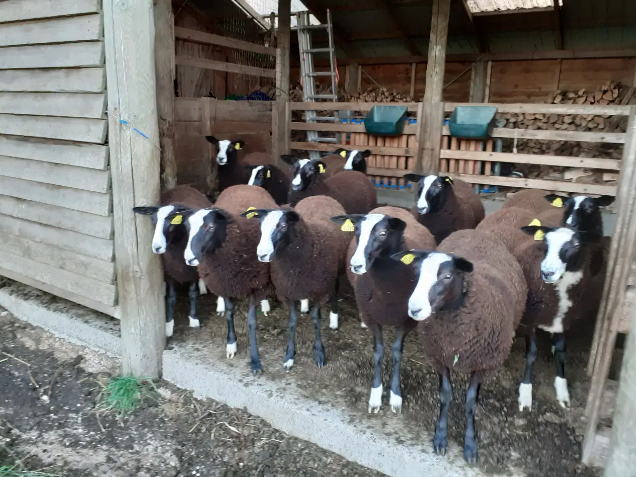 Billede 1 - 3 Zwartbles gimmerlam sælges