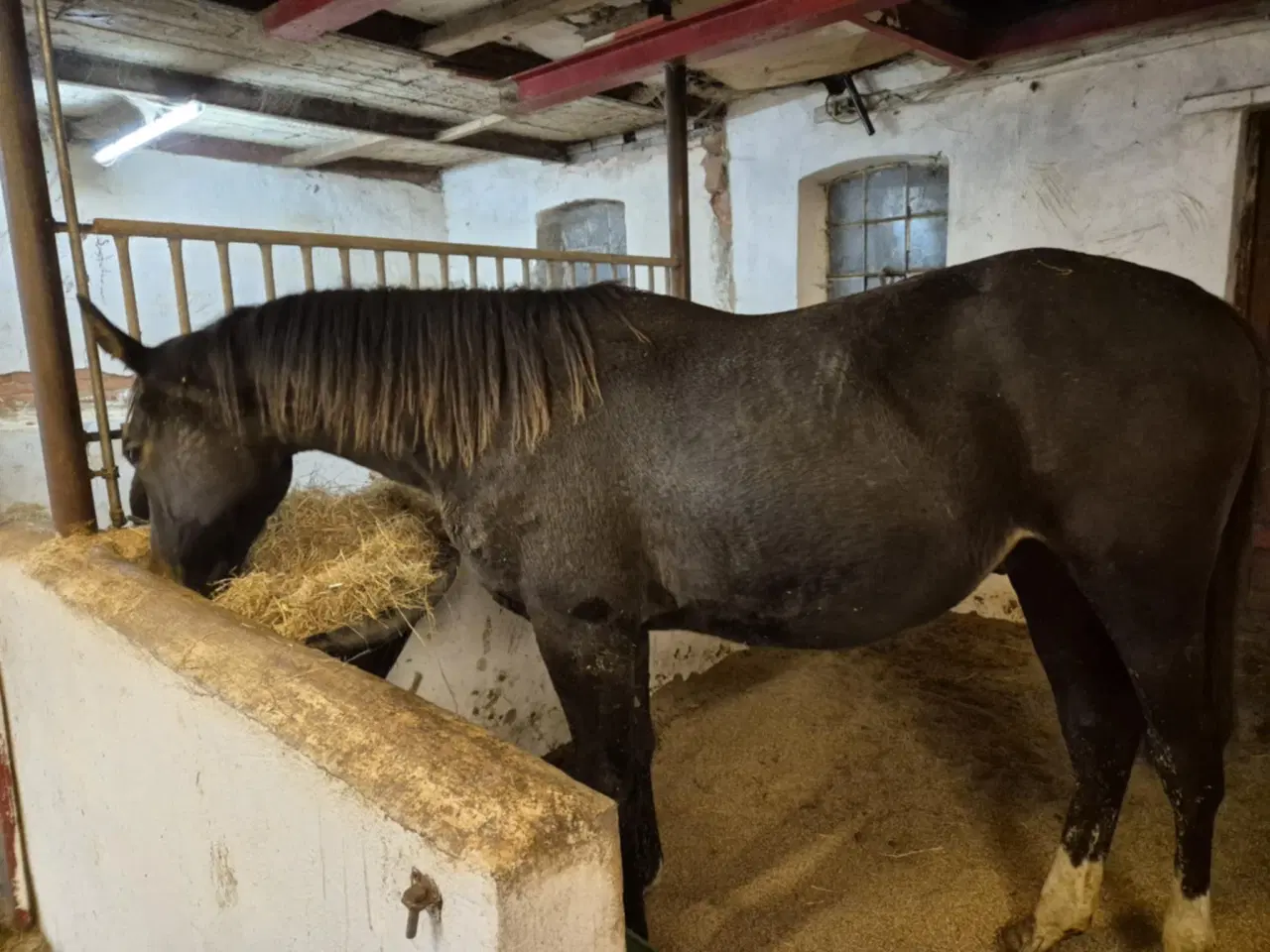Billede 3 - Særdeles lovende og velgående hingsteplag.