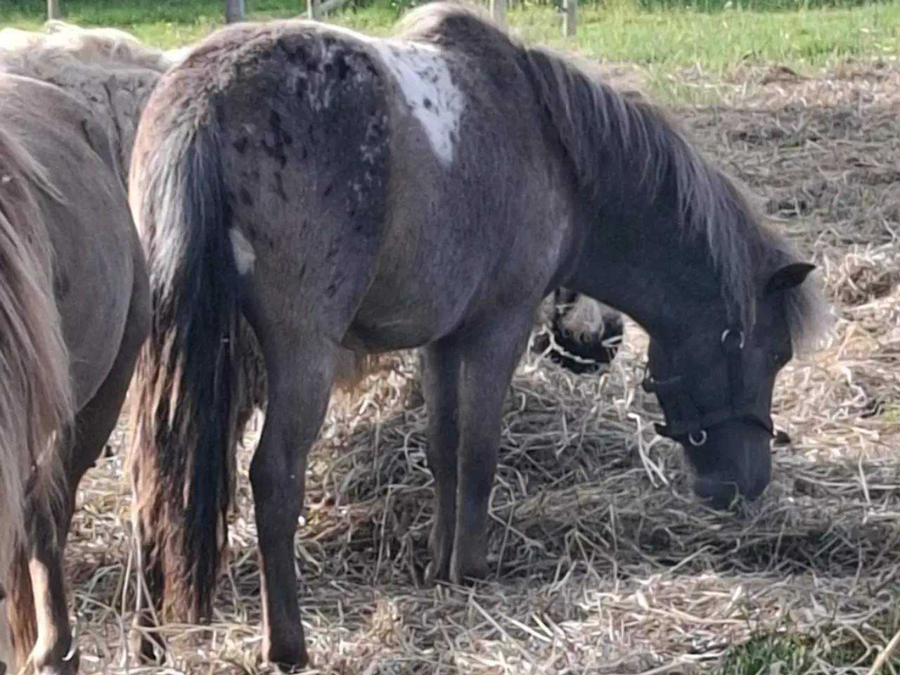 Billede 4 - Shetlænder knabstrupper hingst