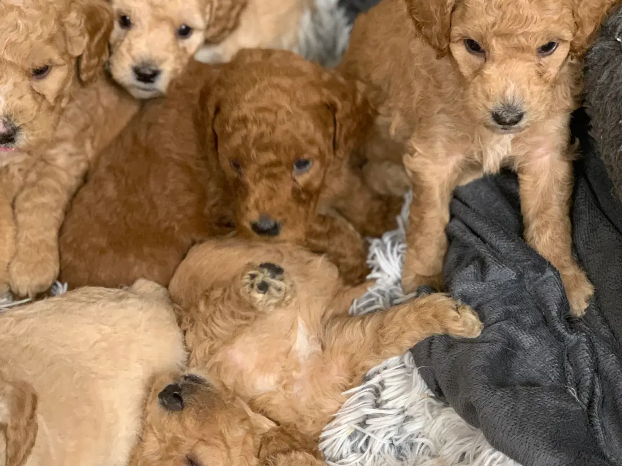 Billede 9 - Mini Golden Doodle babyer 