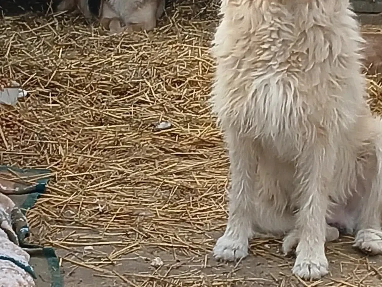 Billede 4 - Nord søger sin egen familie❤️