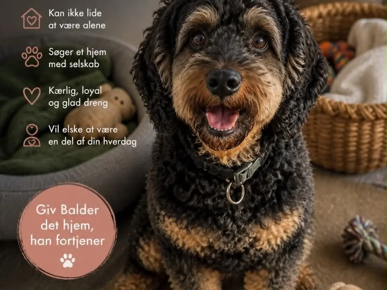 Billede 2 - 🐾 Balder søger sit nye for-ever hjem 🐾