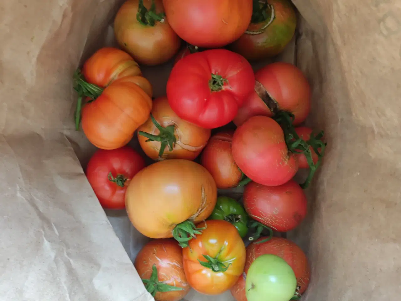 Billede 4 - Tomatplanter blandet sorter 