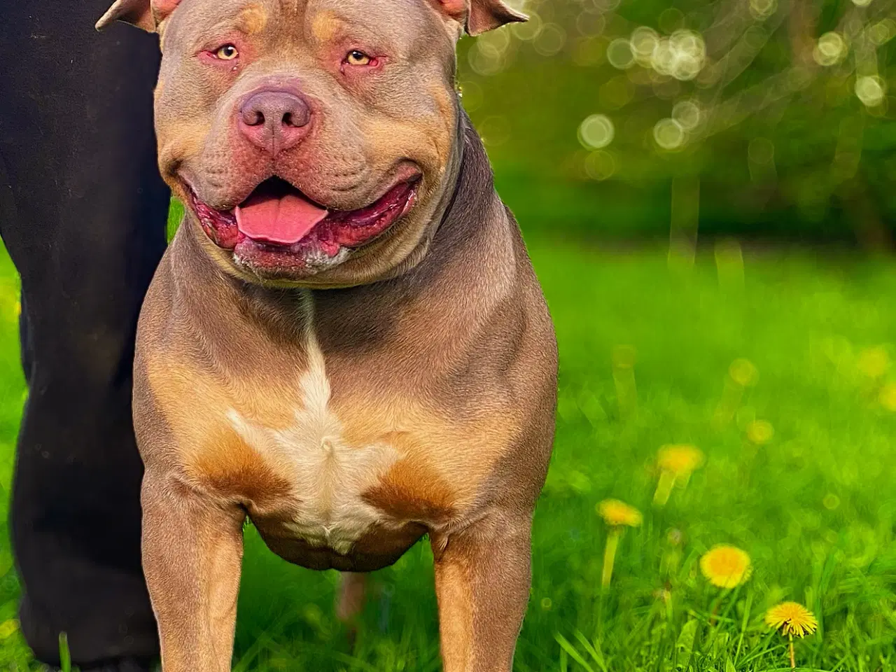 Billede 13 - American Bully XL hvalpe