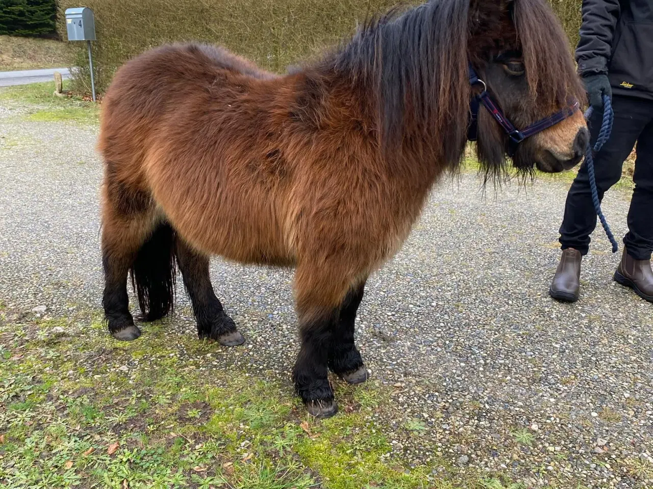 Billede 10 - Lækker shetlænder hoppe