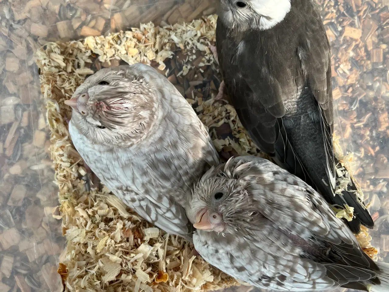 Billede 1 - Nymfe parkitter 