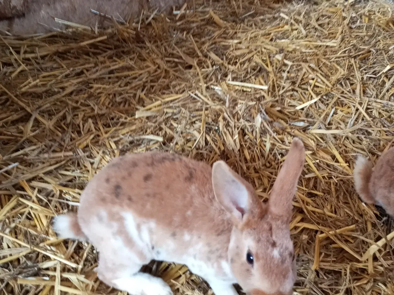 Billede 2 - Rex Kanin 