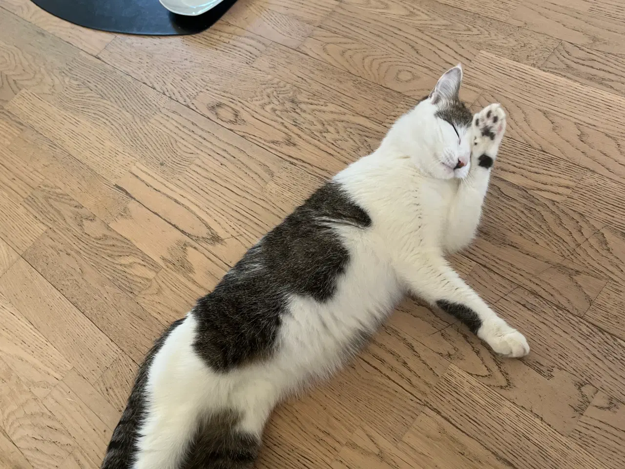 Billede 2 - Frida søger nyt hjem