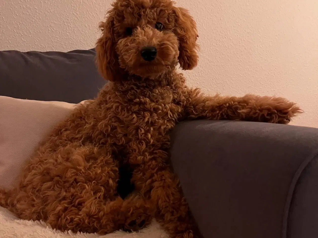 Billede 9 - Goldendoodle/dværgpuddel hvalpe