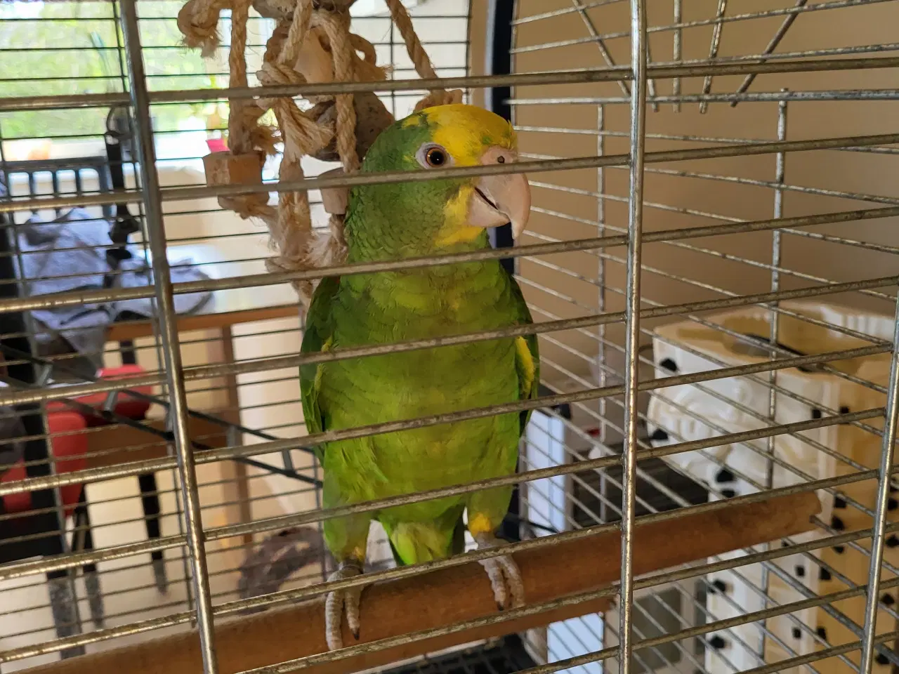 Billede 3 - Gulhovedet