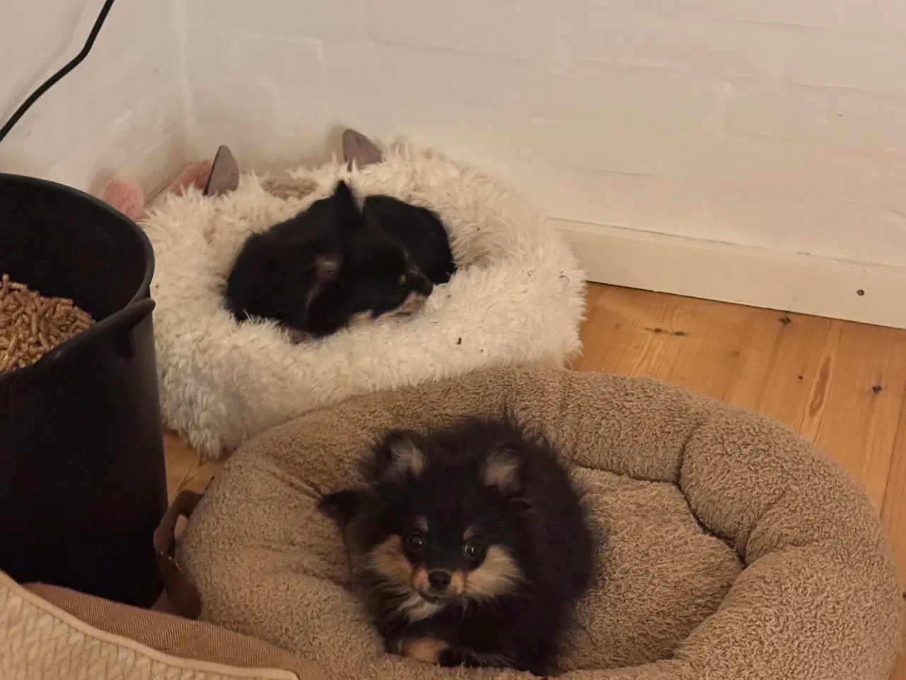 Billede 3 - Pomchi hvalp tæve