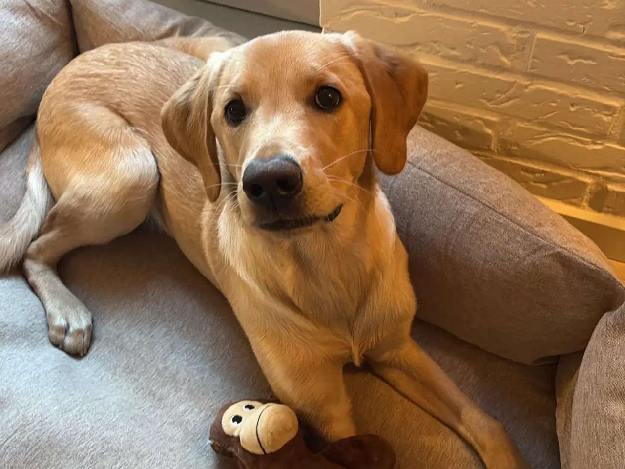 Billede 4 - Kærlig unghund søger nyt hjem