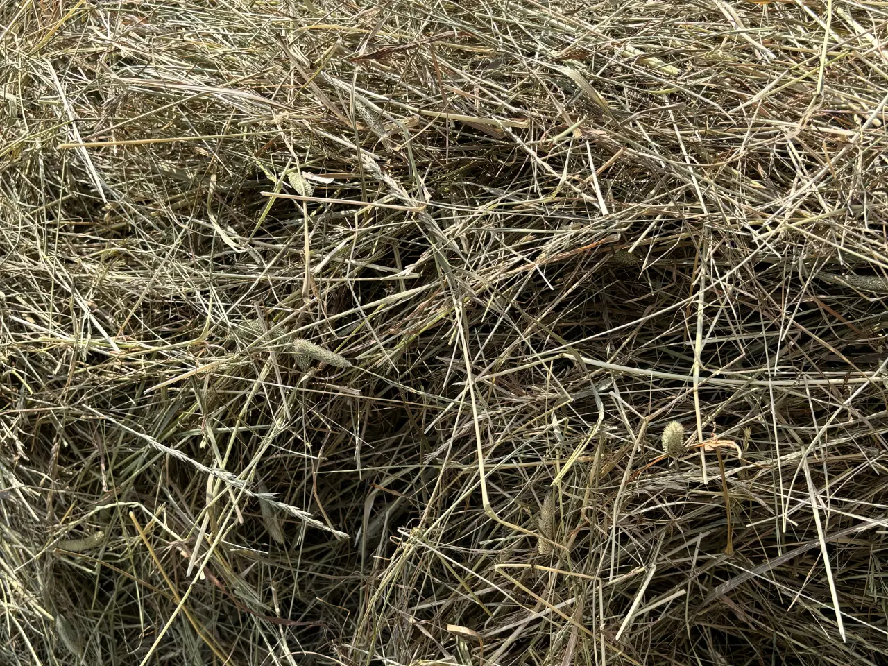 Billede 2 - Frisk hø med analyse